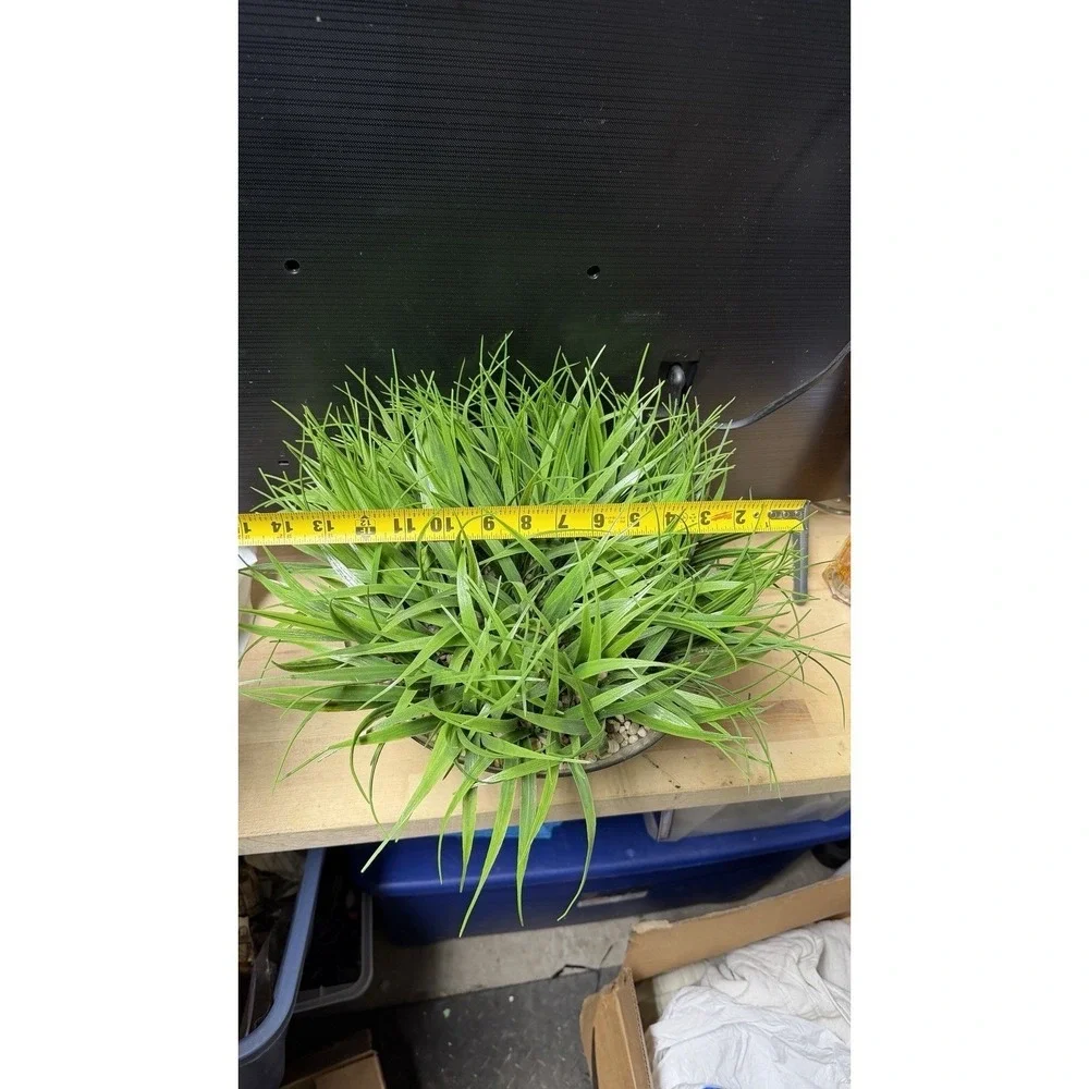Artificial Grass Plant in Glass Pot Faux Green Decor ~12